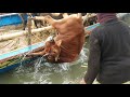 Biggest cow cows cow unloading cow goru hamba cow big cowcowbazaar