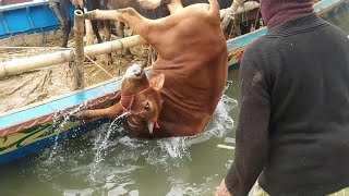 biggest cow, cow videos, cow unloading, cow video, goru hamba cow, big cow,CowBazaar