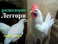 ЛЕГГОРН  молодая семья от 13 августа.ТРУДНОСТИ // ПТИЦА