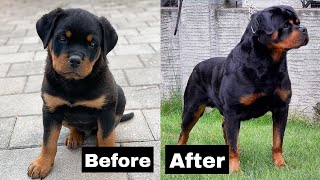 Rottweiler funny videos  2021 by Cute animal things 4,134 views 2 years ago 4 minutes, 22 seconds