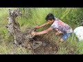 Catching Fish By Hand Under DeathTree: Hand Fishing Deep Underwater Holes for Catfish