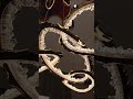 Luxury LED Ring Chandelier Manufacturer | High-End Lighting from Zhongshan