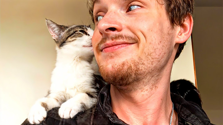 Guy Refused To Adopt Because He “Didn't Like Cats,” But Kitten Had Other Plans!