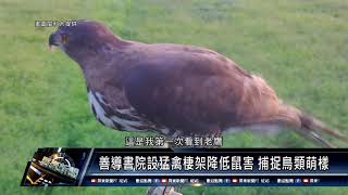 高樹鄉/環保生態 1100728 善導書院設猛禽棲架降低鼠害 捕捉鳥類萌樣