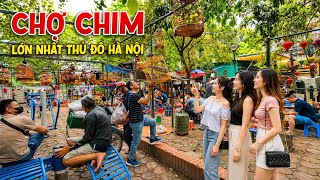 Chợ chim hôm nay rất nhiều các loài chim non. Đủ các loài chim cảnh 