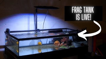 Frag Tank Build: Plumbing and Getting Wet!
