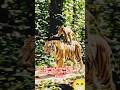 Monkey Riding Tiger – Jungle’s Craziest Chase 🐒🐅#jungle #forestscenery #animal #shorts