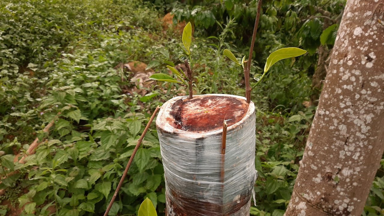 Kĩ Thuật Ghép Mít Thái. Ghép Cải Tạo Cây Mít Già Cối.jackfruit grafting techniques