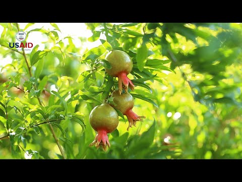 Video: Gavalı Zərərvericiləri. Kəpənəklər