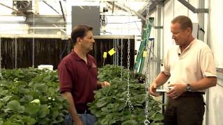 Video 10. Arizona Strawberry Cultivar Selection