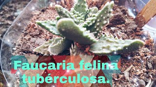 Faucaria felina tuberculosa/ cuidados y reproducción