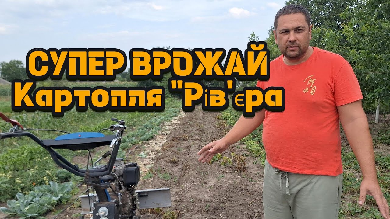 Копаю картоплю 
