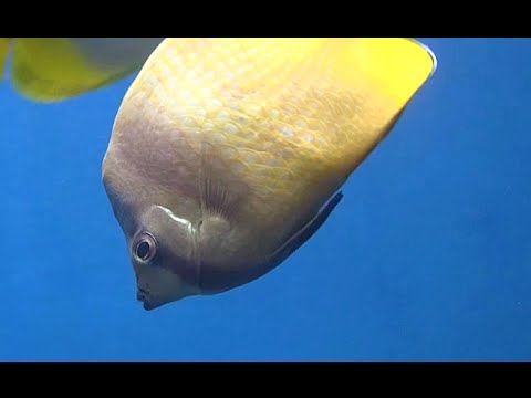 ミゾレチョウチョウウオ Sunburst Butterflyfish Chaetodon Kleinii Youtube
