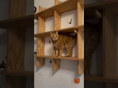 Video: Desain Multifungsi Kucing: Mebel untuk Anda dan Kucing Anda