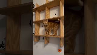 5 Vertical Cat Furniture Ideas