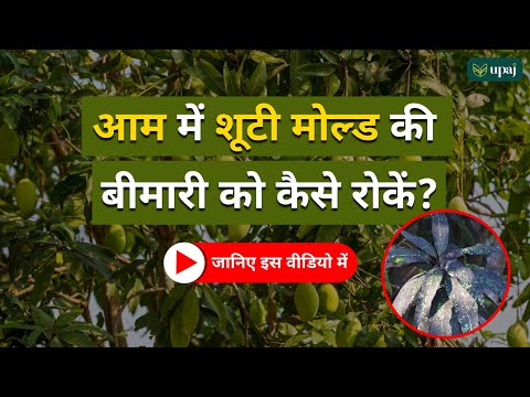 वीडियो: क्या मोल्ड आपको बीमार करता है?