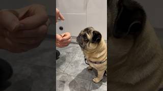 Smart Dog!  #pugdog #pug #pugs #dog #dogs #smart #shorts #magic