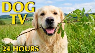 🔴24 Hours of Dog TV🎵🐶Calming Music for Dog Sleep🐶💕Soothing Music for Dog Anxiety and Stress Relief