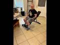 YOLEO 827LBS Weight Bench: Pre-Assembled & Foldable Home Gym Solution