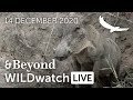 WILDwatch Live | 14 December, 2020 | Afternoon Safari | South Africa
