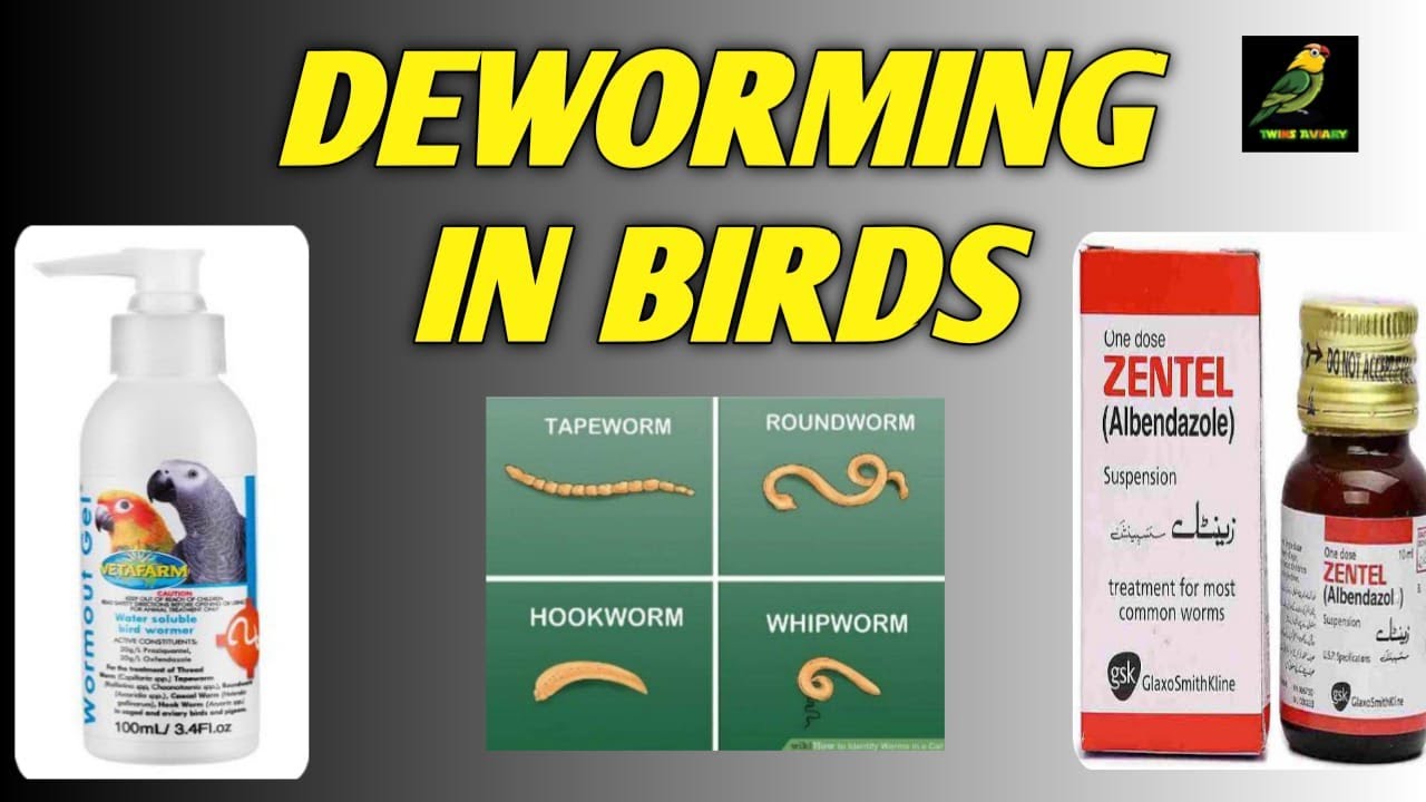 Deworming Tips Of Birds and Parrots / How to Deworming Birds and