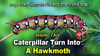 How A Caterpillar Turn Into A Hawkmoth ! Life cycle of Hawkmoth !