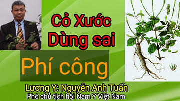Cỏ Xước chữa bệnh gì tốt nhất - Lương Y: Nguyễn Anh Tuấn (Nguyên PCT hội Nam Y Việt Nam).