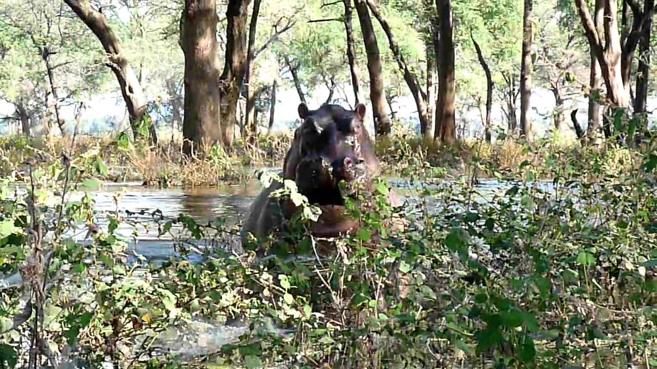 Hippo charging our canoe - Zambezi River