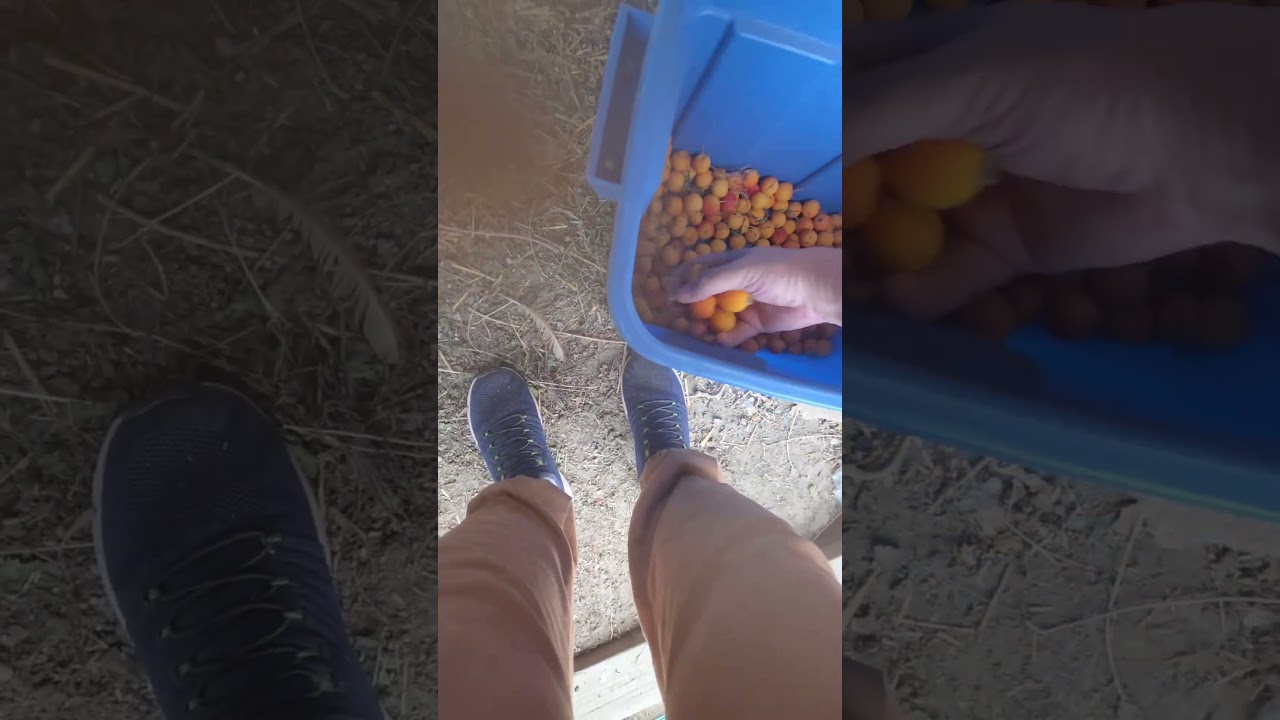 Passive Aggressive Chickens