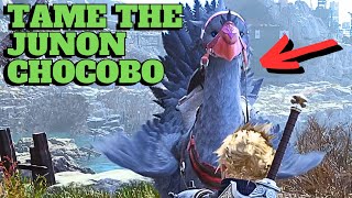 Final Fantasy VII Rebirth: How to Tame Mountain Chocobo Junon Region (Birds of the Mountain)