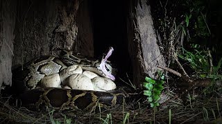 Rat Stalks Python Nest 01 Footage