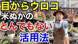 【禁断の裏技】知れば絶対使いたくなる米ぬかの活用方教えます　　　【カーメン君】【園芸】【ガーデニング】【初心者】