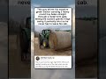 GENIUS AUTO GATE SAVES HOURS