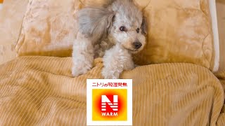 🐶ニトリのNウォームが気持ち良すぎてCMみたいになっちゃった犬がこちらw【トイプードル】