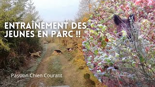 Chasse aux sangliers: "Entrainement des jeunes en parc "