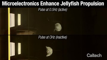 Cyborg jellyfish that swim at triple speed could help protect oceans.