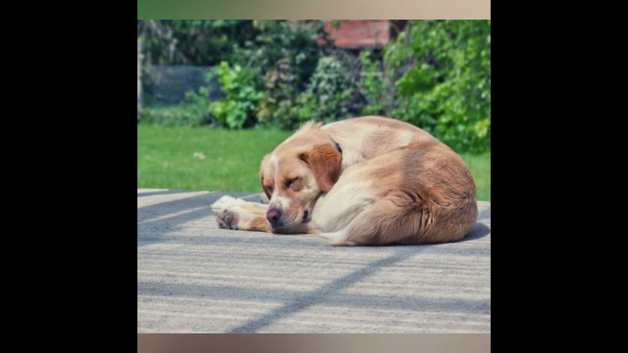 Why do dogs curl up while sleeping? #shorts #dog #dogshorts
