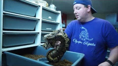 How we set up a new snake rack 🐍