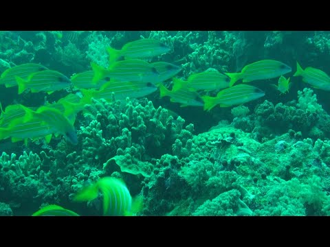 2011 5 2 Amos Rock in Tubbataha Reefs, Philippines 1
