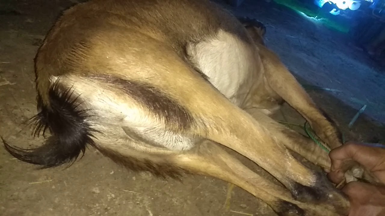 Cara mengobatinya kambing kembung perut prak 2 - YouTube