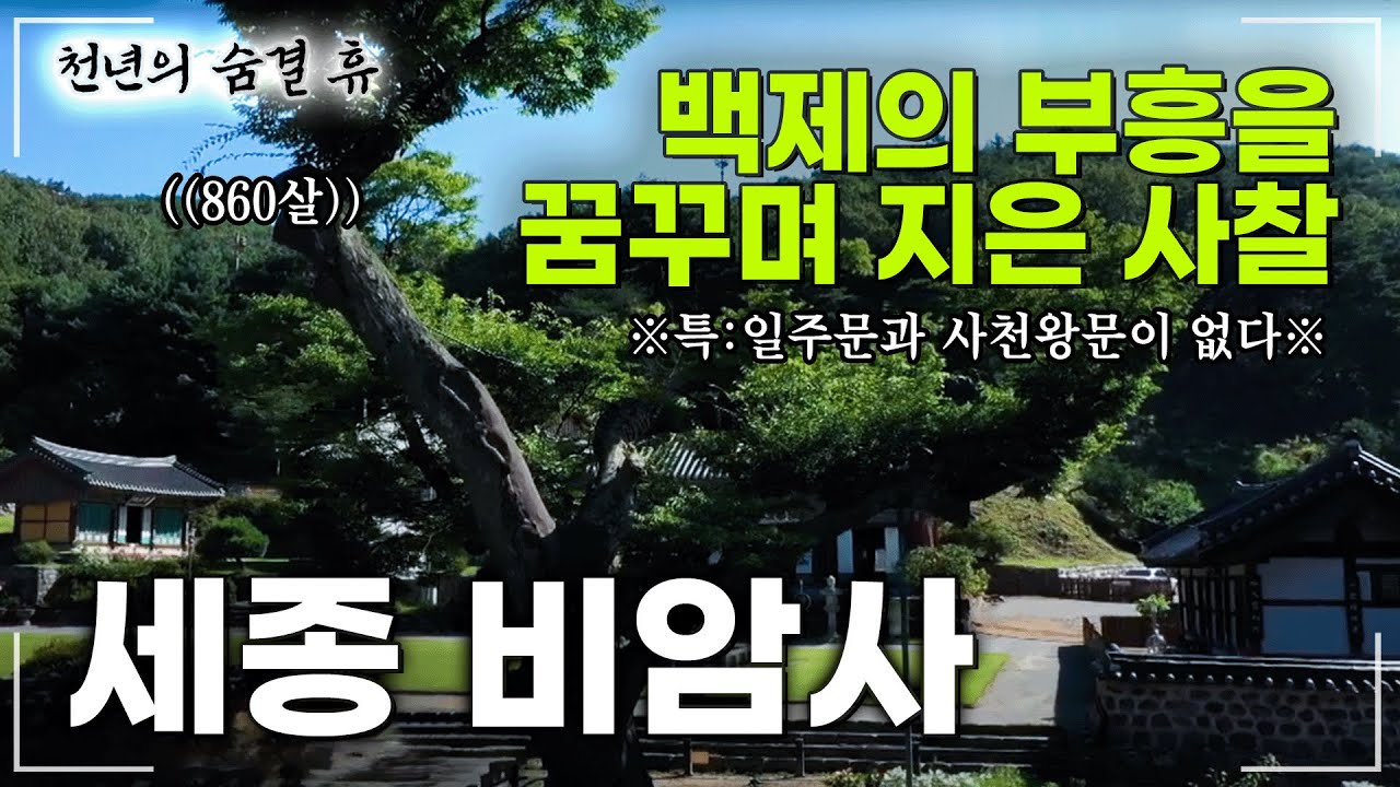 [#천년의숨결휴] 백제의 마지막 종묘 사찰, 860년 된 비암사 느티나무의 전설 #세종비암사