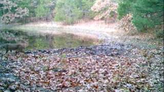 all pics 343.avi