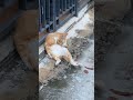 Allah yang maha perkasa #cat cats #catlovers #catshorts #catvideos #catmemes #kucing #kitten #funny