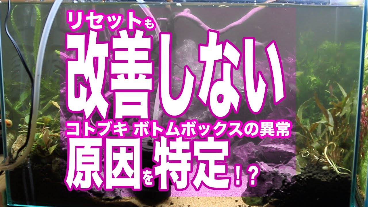 アクアリウム リセットしても改善しないコトブキボトムボックスの異常の原因特定 完全に終止符をうってやる Youtube