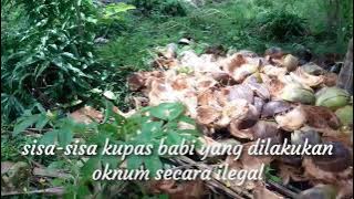Kupas Babi Kelapa