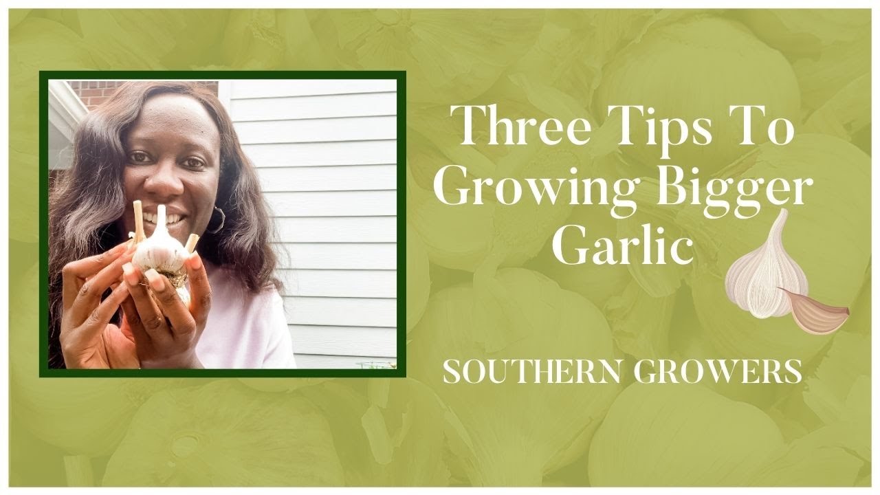 Three Tips For Growing Bigger Garlic BulbsGrow Garlic in Southern