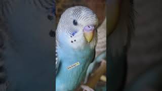 cute budgie baby 🐥🥰🥺#beautifulbirds #lovebirdsfarming