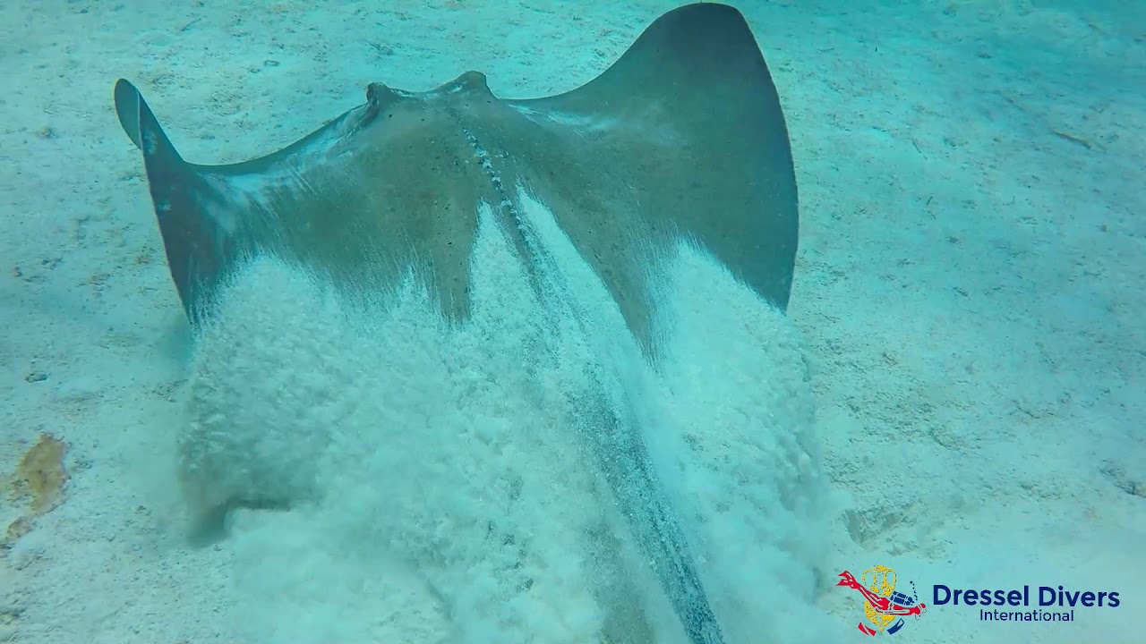 Scuba diving BAYAHIBE 19 th july (The Dominican Republic