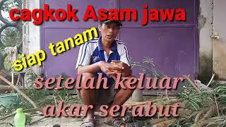 Cangkok asam Jawa siap tanam sesudah tumbuh akar srabut