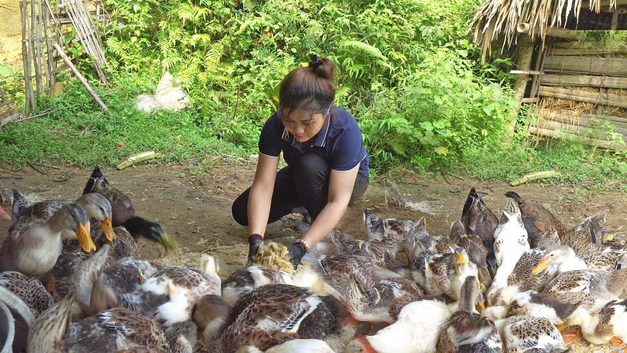 my-wife-s-daily-work-taking-care-of-animals-fertilize-corn-plants